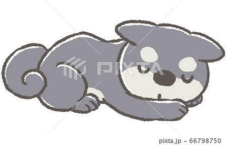 犬 柴犬 伏せ イラストの写真素材