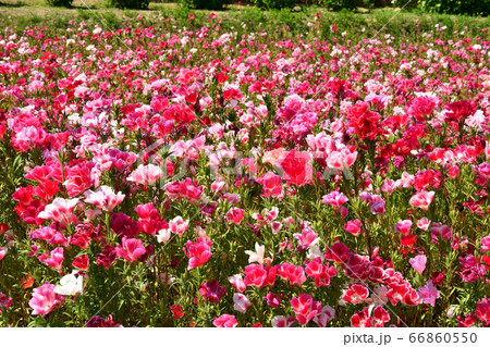 イロマツヨイの写真素材