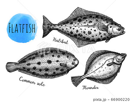 平目のイラスト素材