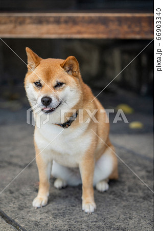 豆柴 子犬 かわいいの写真素材