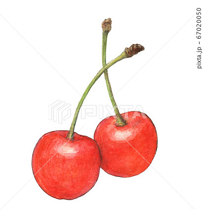 さくらんぼ 果物 リアルイラスト 桜桃の写真素材