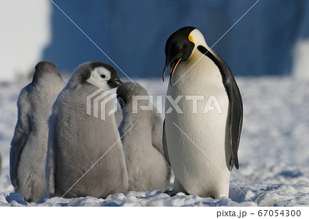 ペンギンの写真素材集 ピクスタ