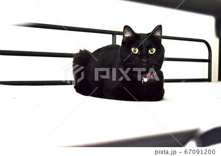 動物 猫 黒猫 黒目の写真素材
