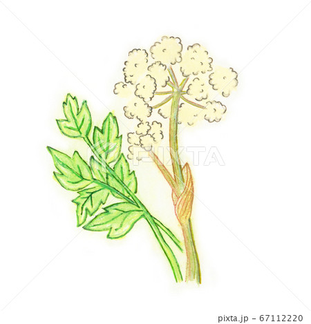 セイヨウトウキの写真素材