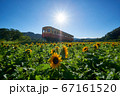 千葉県 小湊鉄道 ひまわり咲く石神の菜の花畑の写真素材
