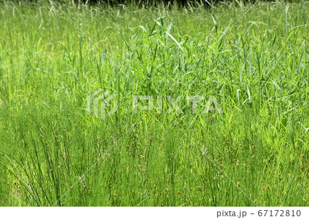 草いきれ 快晴 緑の写真素材