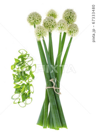 玉ねぎの花 植物の写真素材