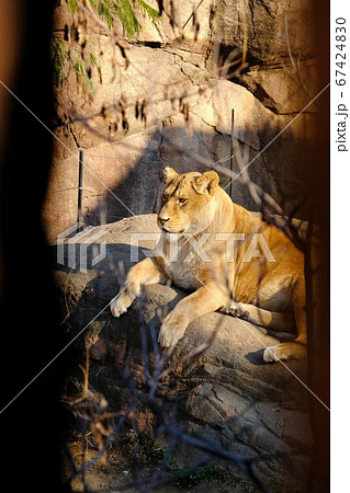 後姿 ライオン 雄 動物の写真素材