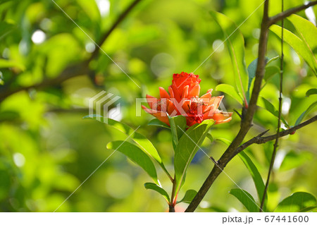 鮮紅色の花の写真素材