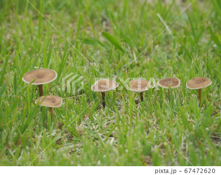 シバフタケ 茶色 きのこ キノコの写真素材