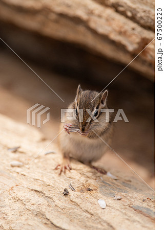 リス 小動物 茶色 シマリス 縞模様の写真素材