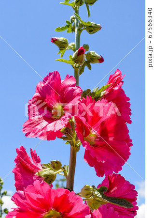 タチアオイの花 たちあおい タチアオイ 立ち葵の写真素材