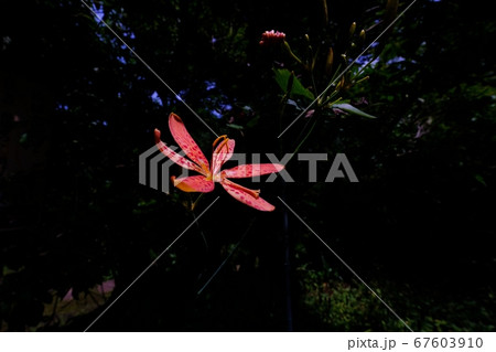 ぬばたま 植物の写真素材