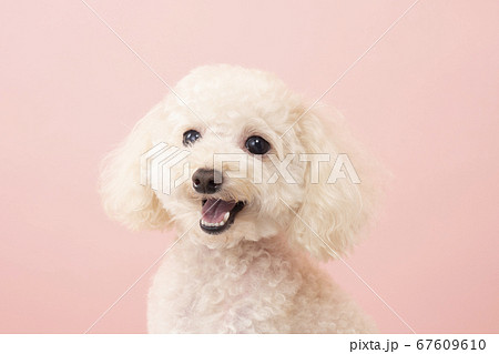 可愛いトイプードルの写真素材