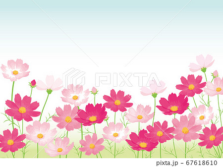 コスモス 風景 花 イラスト かわいいのイラスト素材