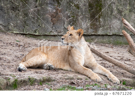 ライオン 雌 動物 横顔の写真素材