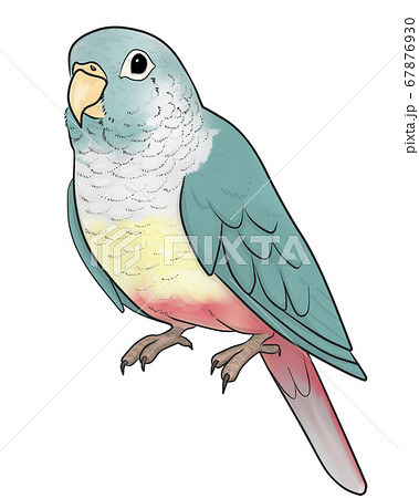 インコ オウムのイラスト素材集 ピクスタ