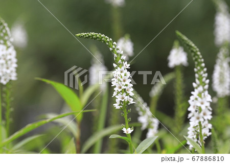 花 トラノオ 白い花 トラノオの花の写真素材 花 トラノオ 白い花 トラノオの花の写真素材