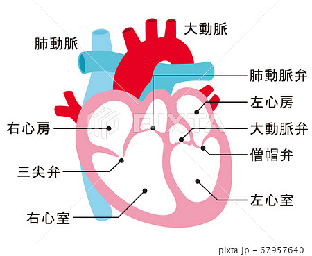 心臓 解剖図 図解 構造のイラスト素材