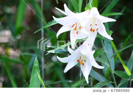 ユリ 白百合 花粉 受粉の写真素材