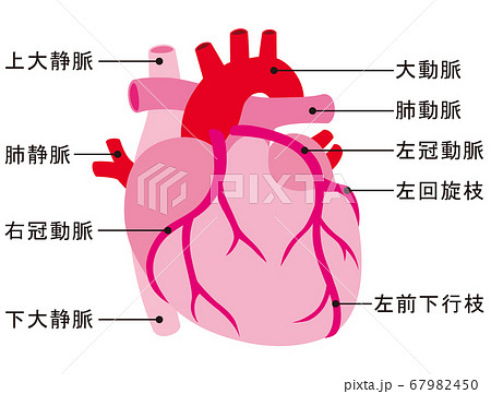 左心室のイラスト素材