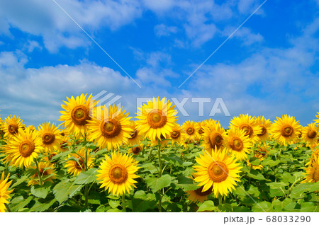 花 向日葵 麦わら帽子 ひまわり畑の写真素材