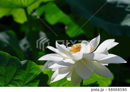 白蓮の花の写真素材 白蓮の花の写真素材
