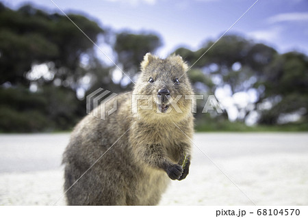 世界一幸せな動物の写真素材