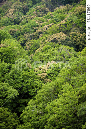 久能山 木 森 俯瞰の写真素材