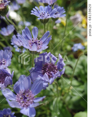 フェリシア 花の写真素材