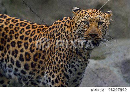 福岡市動物園 ヒョウ の写真素材