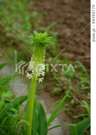 パイナップルリリー 花 緑の花 球根植物の写真素材