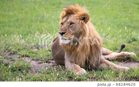 ライオン 正面の写真素材