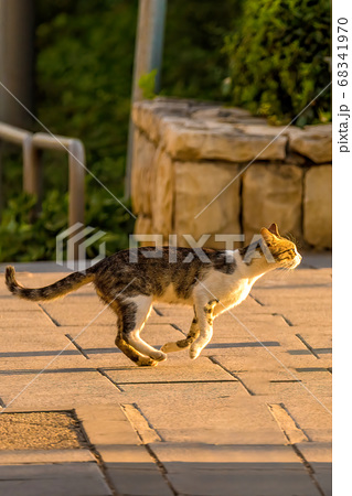 猫 動物 正面 走るの写真素材