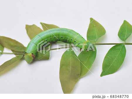 オオスカシバの幼虫の写真素材