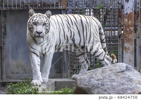 白ヒョウの写真素材