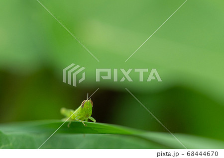 イナゴの幼虫の写真素材