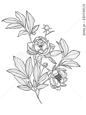 花 花束 絵 鉛筆のイラスト素材