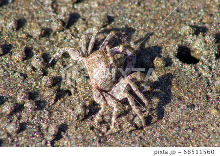 蟹 巣穴 穴 カニの写真素材