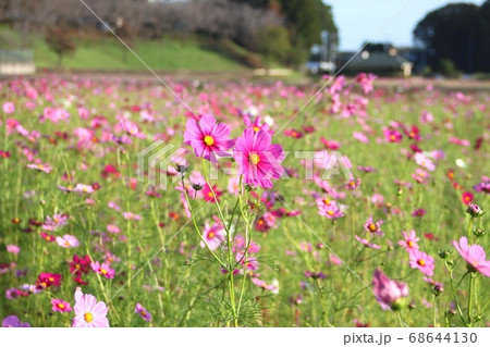 コスモス コスモス畑 希望ヶ丘公園 小美玉市の写真素材