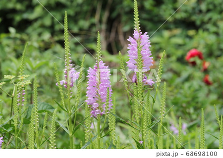 トラノオ 紫色の花の写真素材