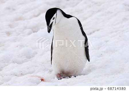 ペンギンの写真素材集 ピクスタ
