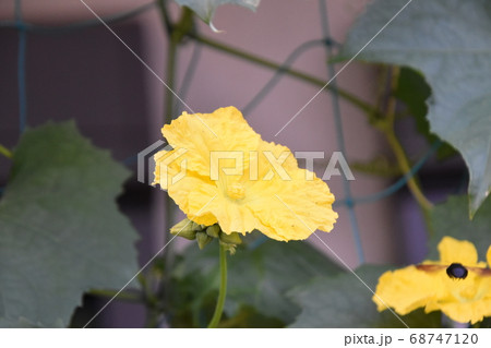 花 おしべ めしべ ヘチマの写真素材