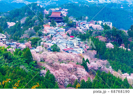 吉野桜の写真素材 - PIXTA