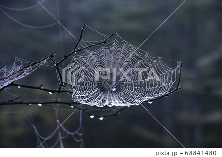 蜘蛛の巣の画像 イラスト素材 ピクスタ