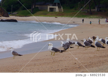 幼鳥 カモメ 鳥 雛の写真素材