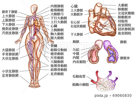 膝窩のイラスト素材