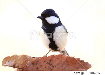 白黒の小鳥の写真素材