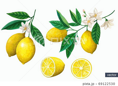 レモンの花のイラスト素材
