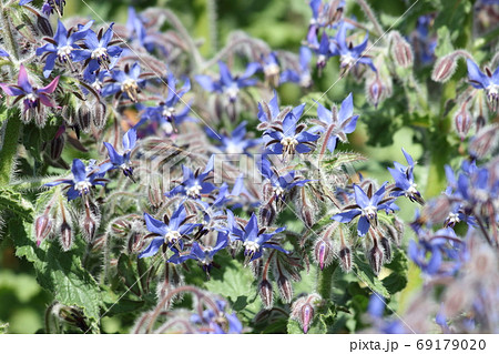 ボリジ 青い花 ハーブ 花の写真素材